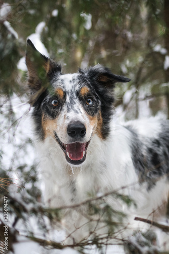 Border collie outside in the forest at winter. Dog in snow.	