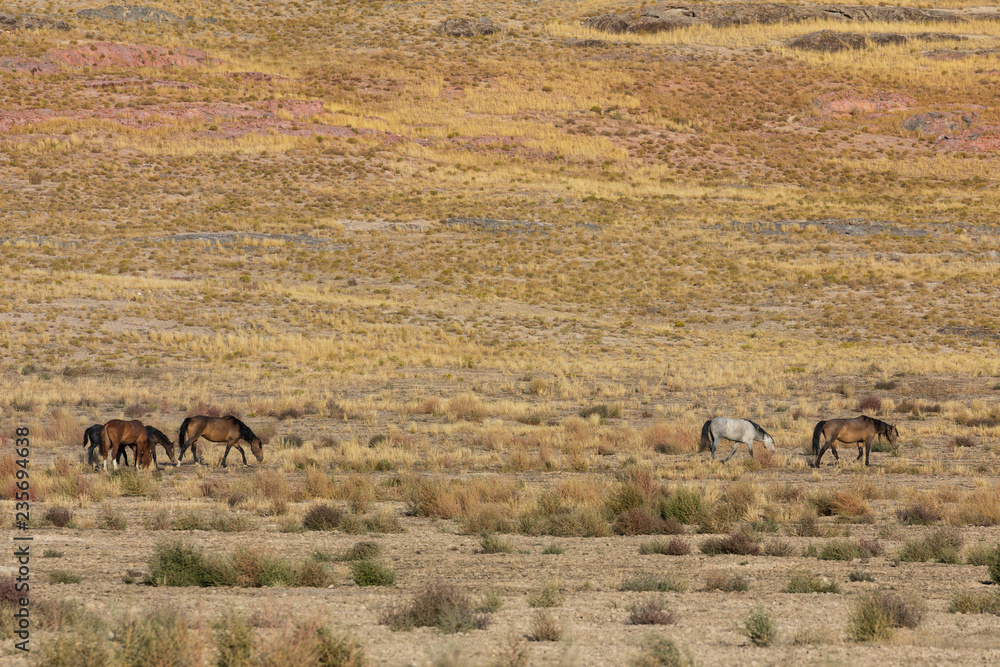 Naklejka premium Wild Horses in the Utah Desert