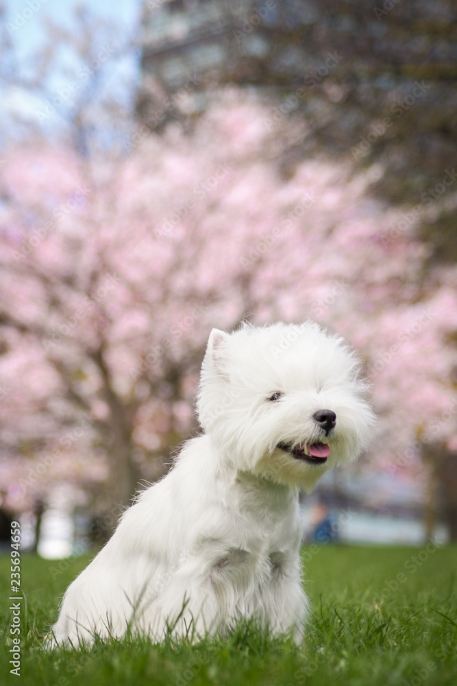 Westie terrier in the green background. Free space Westie terrier in the green background. Free space