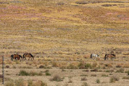 Wild Horses in the Utah Desert