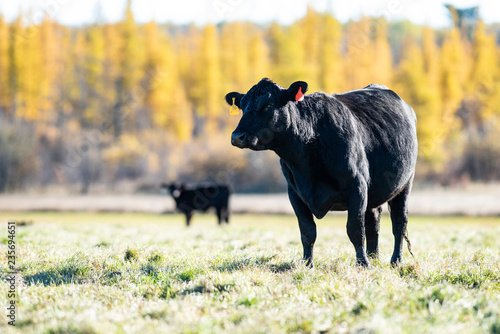 Black Angus Cattle on an autumn day on a Minnesota Ranch photo