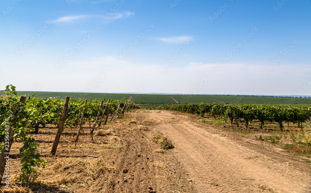 Rows of green vines in a vineyard in rural Moldova Rows of green vines in a vineyard in rural Moldova