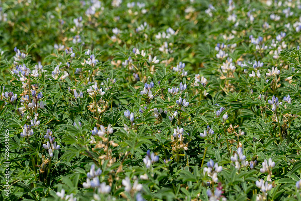 Lupinus angustifolius Lupinus angustifolius