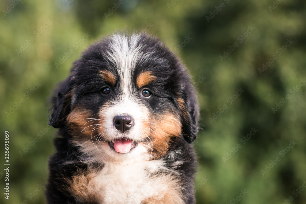 Bernese mountain dog puppy in green background. Bernese mountain dog puppy in green background.