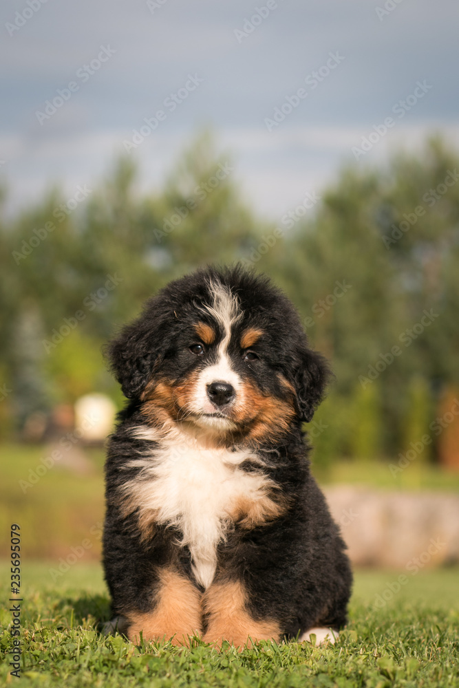 Bernese mountain dog puppy in green background. Bernese mountain dog puppy in green background.