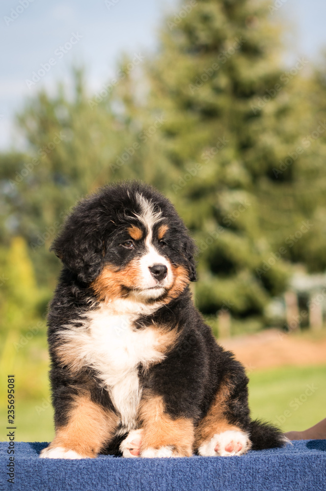 Bernese mountain dog puppy in green background.	