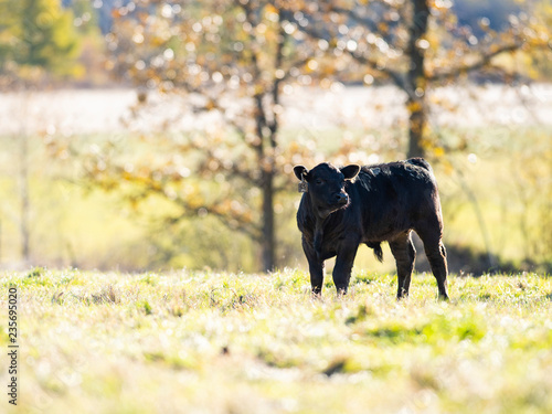 Black Angus Cattle on an autumn day on a Minnesota Ranch