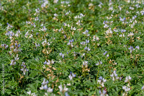 Lupinus angustifolius