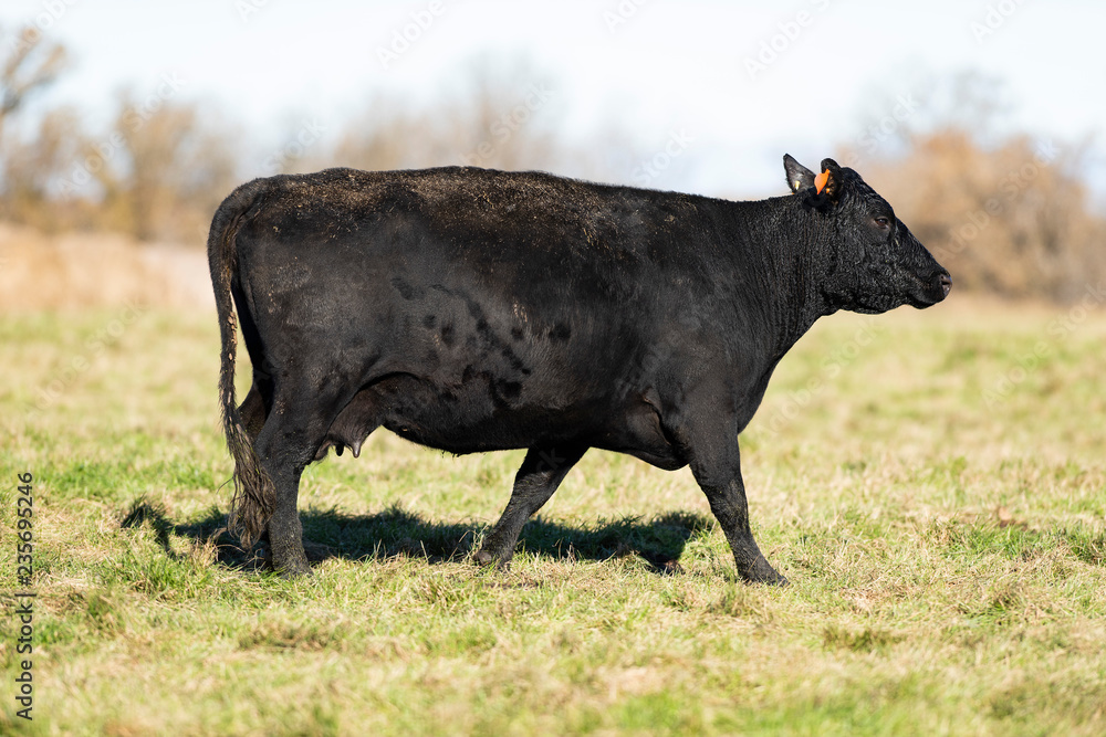 Black Angus Beef cattle in a pastrue on an autumn day Black Angus Beef cattle in a pastrue on an autumn day