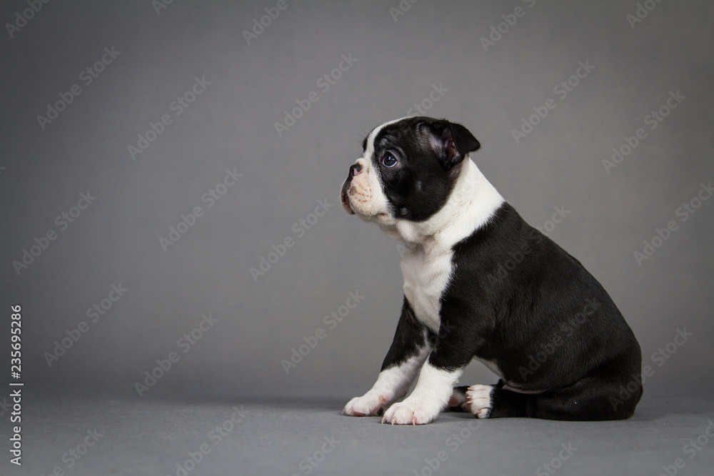 Boston terrier puppy posing in grey studio background.	
