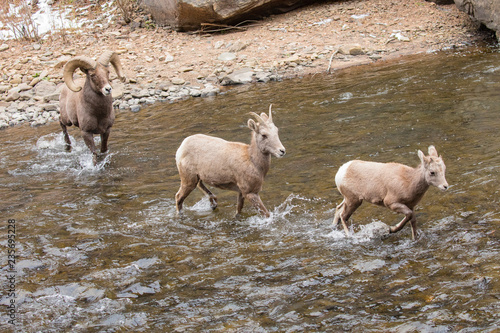 Bighorn Sheep Wading Across South Platte River