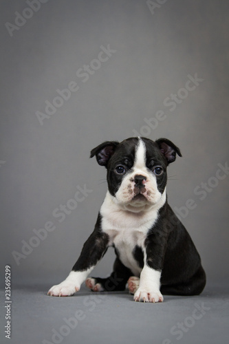 Fototapeta Naklejka Na Ścianę i Meble -  Boston terrier puppy posing in grey studio background.	