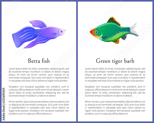 Betta Fish with Green Tiger Barb Vector Posters