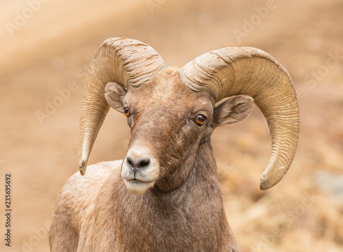 Bighorn Sheep Ram Close Up