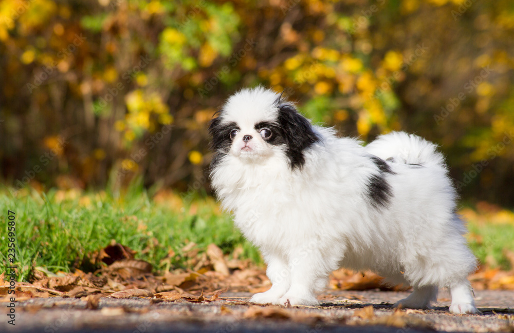 Japanese chin dog in gold autumn leaves. Japanese chin puppies.