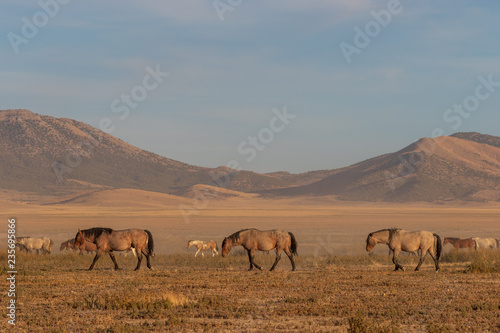 Wild Horses in the Utah Desert