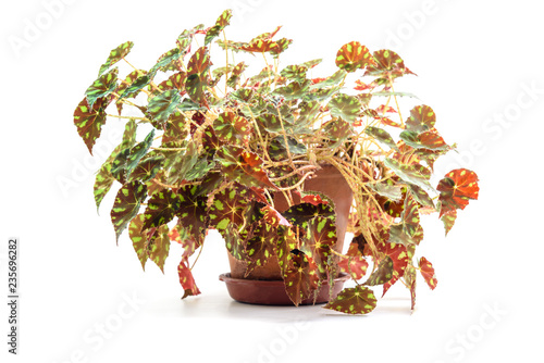Begonia bowerae plant in flower pot photo
