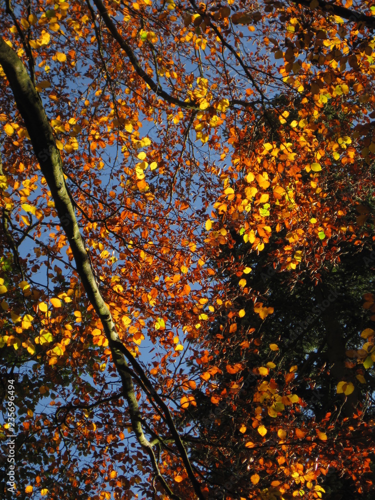 autumn branches