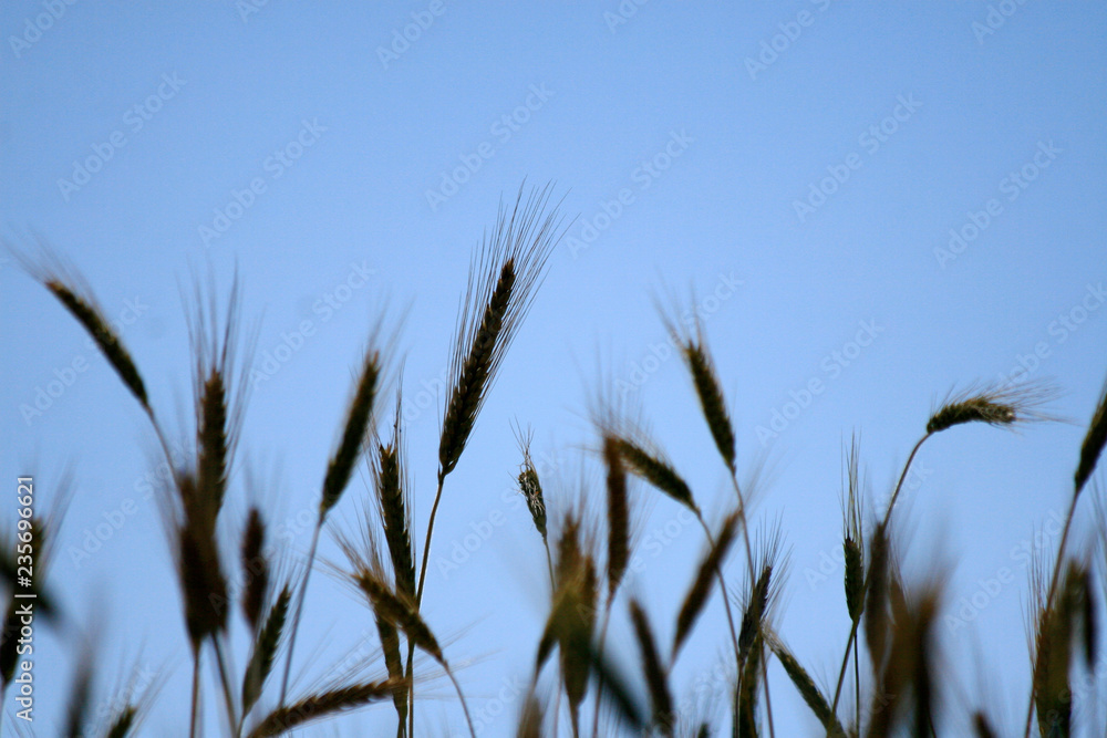 grass and blue sky grass and blue sky