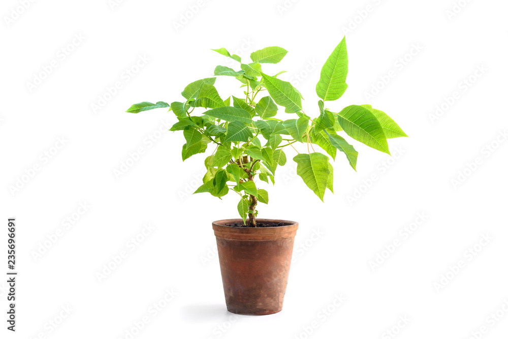 Obraz premium Poinsettia plant in flower pot