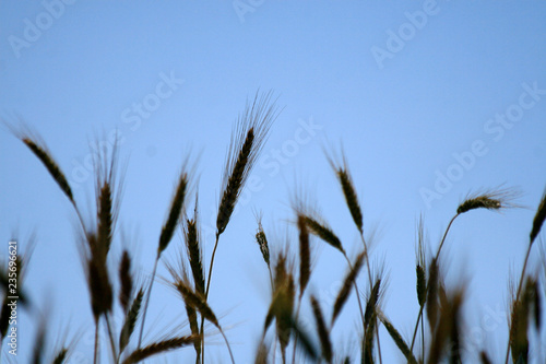 grass and blue sky