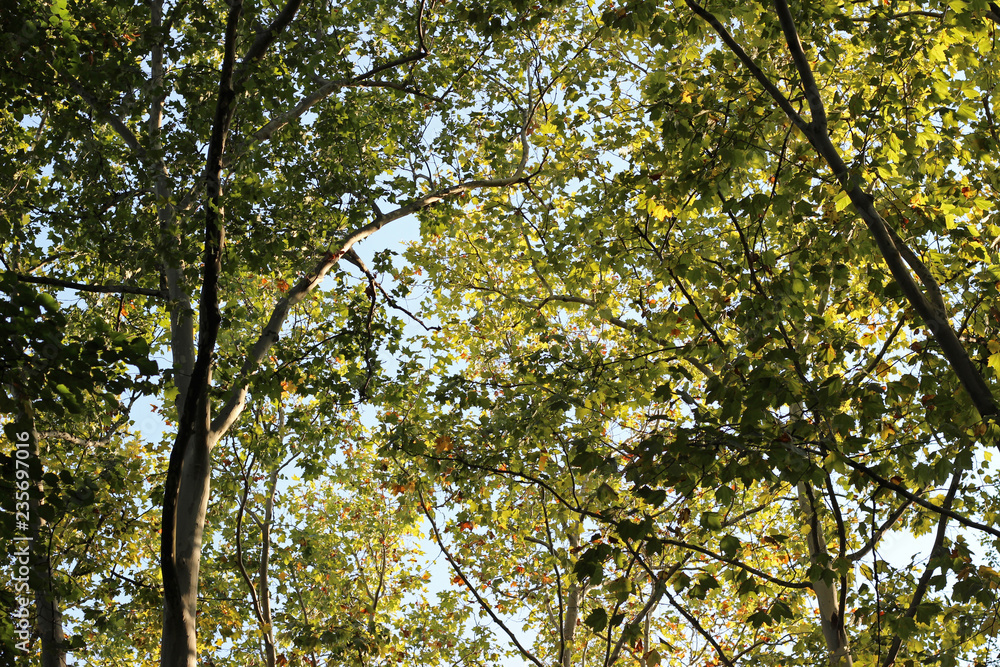Plane platanus tree crown green leaves
