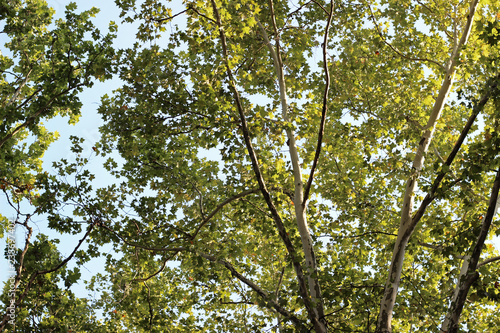 Plane platanus tree crown green leaves