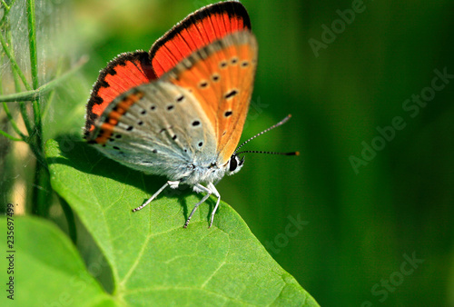 Wallpaper Mural butterfly on leaf Torontodigital.ca