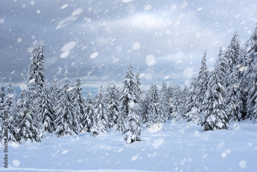 Fototapeta premium Snow fall in winter forest
