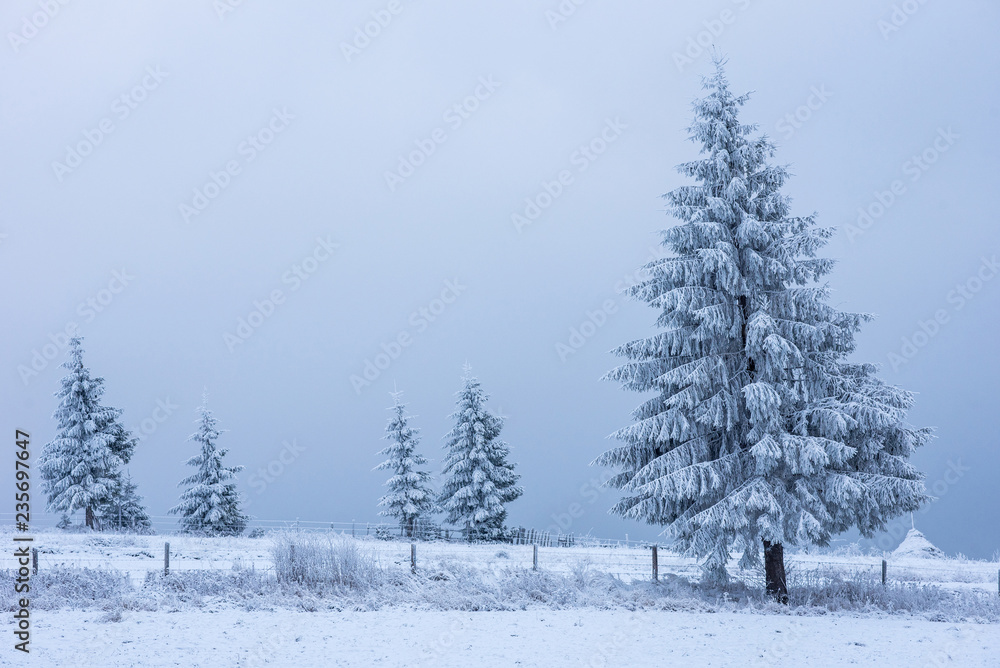Snow covered frozen trees in the mountains Snow covered frozen trees in the mountains