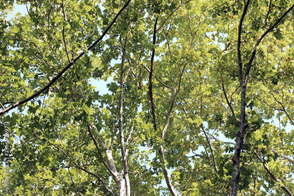 Plane platanus tree crown green leaves Plane platanus tree crown green leaves