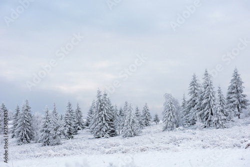Snow covered frozen trees in the mountains © salajean