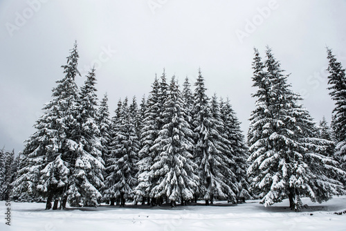 Trees covered with hoarfrost and snow © salajean