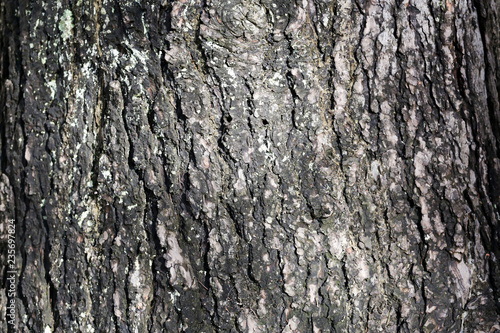 texture of pine bark trunk.