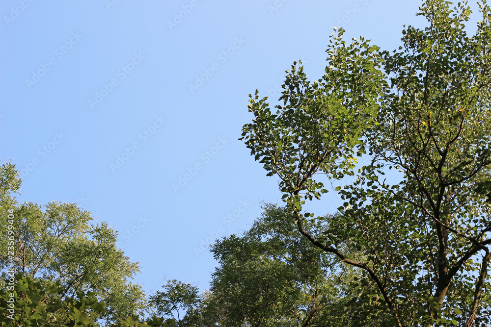 Various lime black locust trees crown green leaves Various lime black locust trees crown green leaves