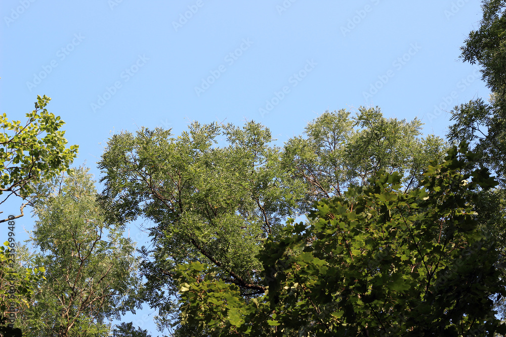 Black locust robinia pseudoacacia tree crown green leaves Black locust robinia pseudoacacia tree crown green leaves