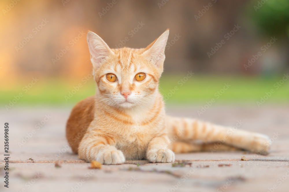 Close-up of Orange tabby cat sitting and looking for something with the home garden background.