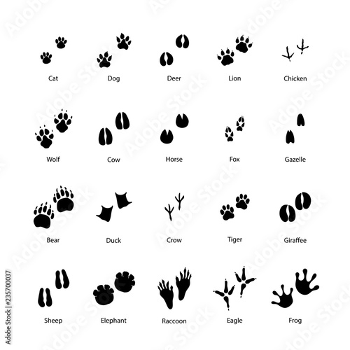 Large set of animal and bird silhouettes of steps imprints on white