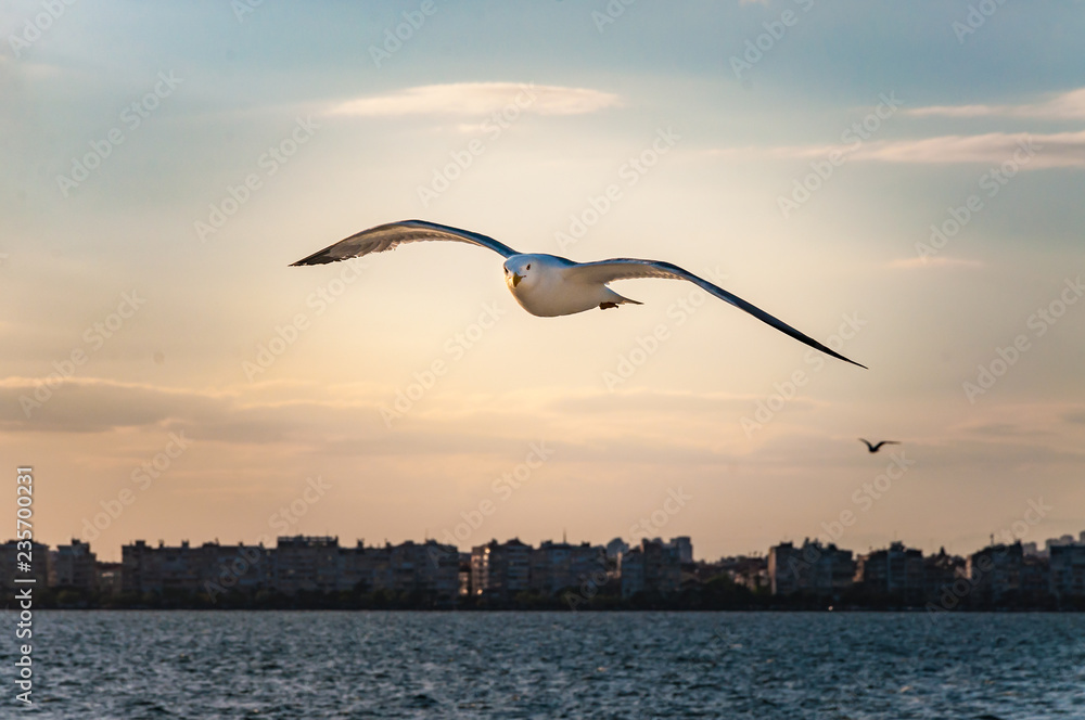 Seagull flying and looking at the camera. Blury city background at sunset. Seagull flying and looking at the camera. Blury city background at sunset.