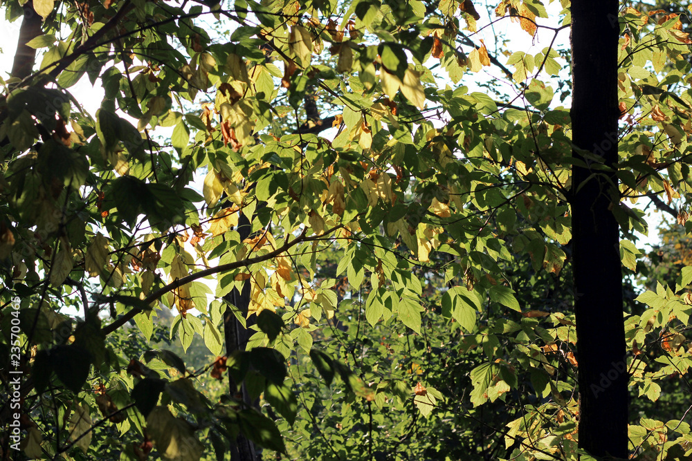 Park forest green yellow leaves late summer early autumn fall sunlit foliage detail Park forest green yellow leaves late summer early autumn fall sunlit foliage detail