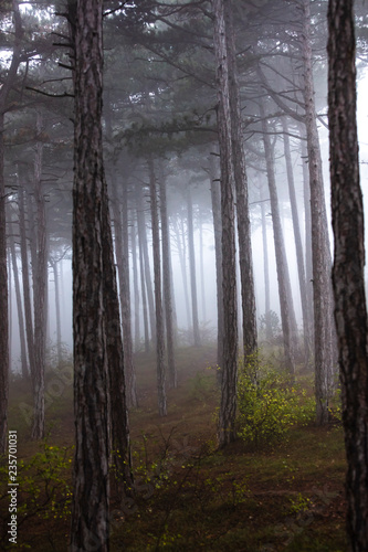 deep forest on misty morning 