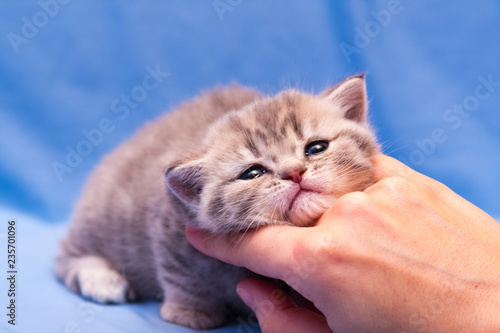 Happy gentle kitten put his head on the woman's hand
