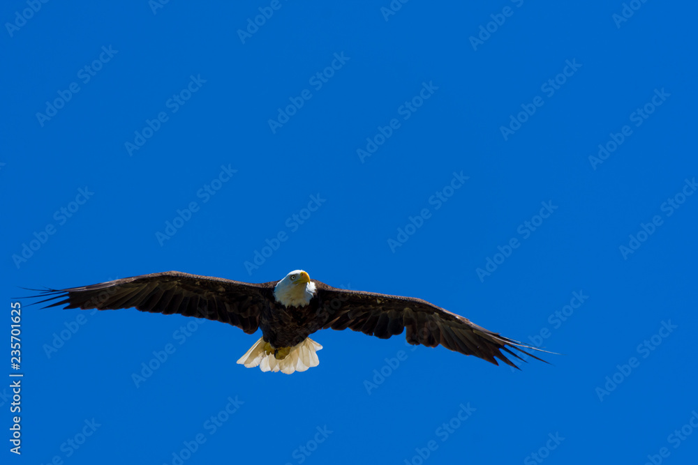 A bald eagle (Haliaeetus leucocephalus) soars over Grand Traverse Bay, part of Lake Michigan in the U.S.A.. A bald eagle (Haliaeetus leucocephalus) soars over Grand Traverse Bay, part of Lake Michigan in the U.S.A..