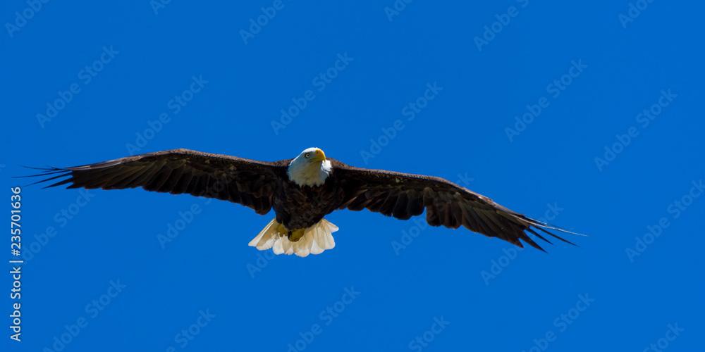 Naklejka premium A bald eagle (Haliaeetus leucocephalus) soars over Grand Traverse Bay, part of Lake Michigan in the U.S.A..