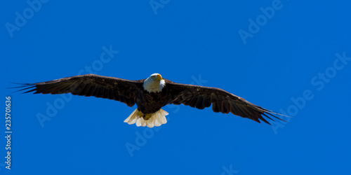 A bald eagle (Haliaeetus leucocephalus) soars over Grand Traverse Bay, part of Lake Michigan in the U.S.A..