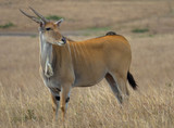 Riesen-Elenantilope