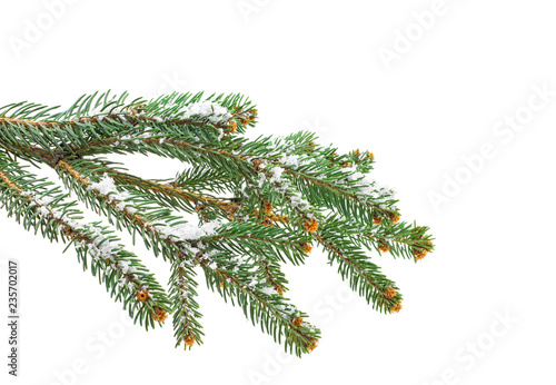 Christmas tree branch with snow  white background.