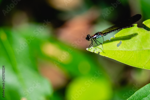 dragonfly standing on a green leaf