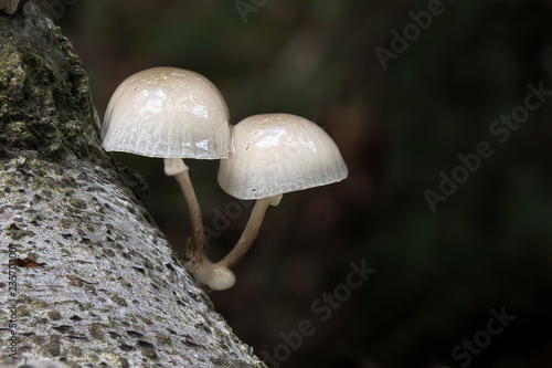 Two Porcelain Fungi