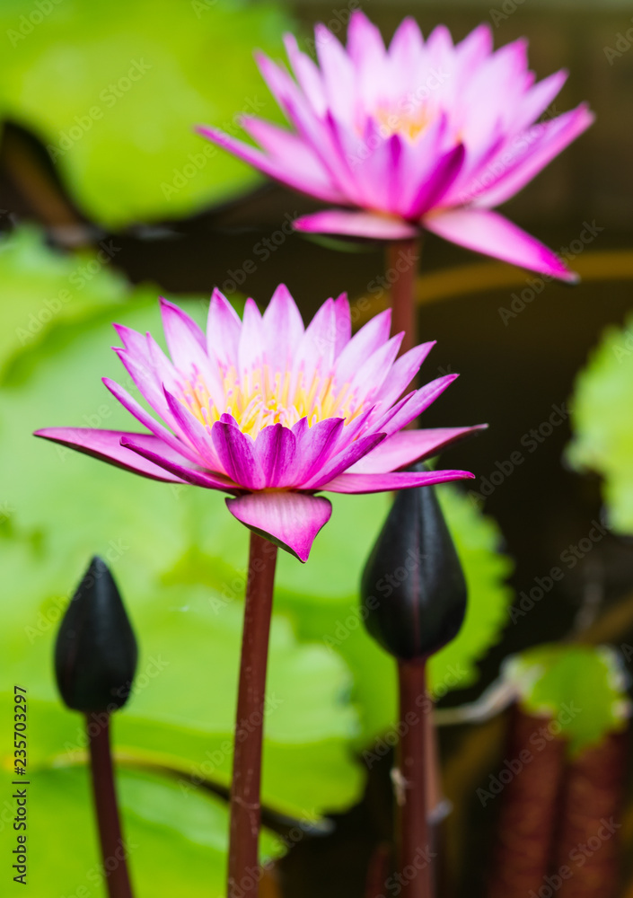 pink water lily blooming pink water lily blooming